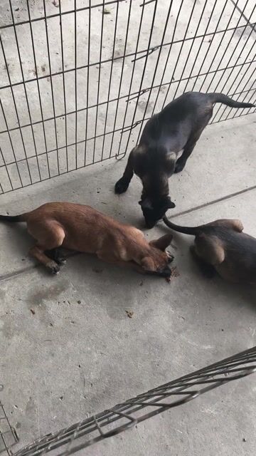 Chó Malinois cái đã tiêm 2 mũi. Mua bán Chó tại Huyện Bến Lức Long An được đăng bởi Nguyễn Xuân Bách hình 1