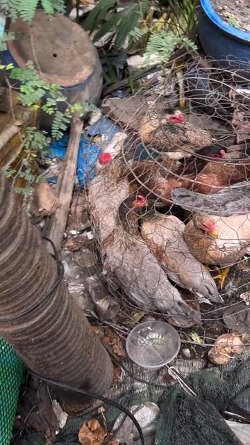 Gà mái nòi trên 2kg cái. Mua bán Gà tại Quận 8 Tp Hồ Chí Minh được đăng bởi Ms hưởng hình 1