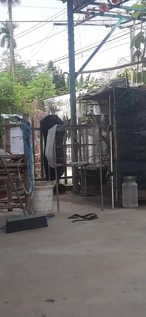 Chim cảnh 3 mùa Thuần 100%. Mua bán Chim tại Thị xã Điện Bàn Quảng Nam được đăng bởi Trần Tuấn hình 1