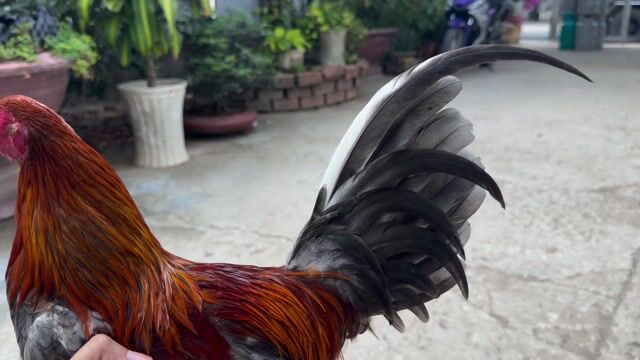 Gà Tre trống xám Hatch lai, khoảng 8 tháng tuổi. Mua bán Gà tại Huyện Trà Cú Trà Vinh được đăng bởi Liao Wei hình 1