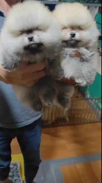 chó Phốc sóc con (pomeranian) thuần chủng,trả góp. Mua bán Chó tại Quận Tân Phú Tp Hồ Chí Minh được đăng bởi nguyen giang hình 1