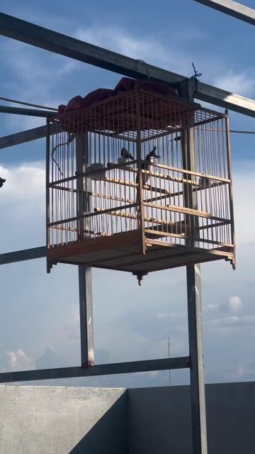 Chim chào mào bổi Ngũ Hành Sơn. Mua bán Chim tại Quận Ngũ Hành Sơn Đà Nẵng được đăng bởi Huỳnh đức thắng hình 1