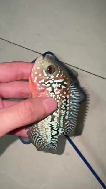 Cá cảnh Kamfa F2 nhiều màu. Mua bán Thú cưng khác tại Quận Bình Tân Tp Hồ Chí Minh được đăng bởi Mỹ Đức Computer hình 1