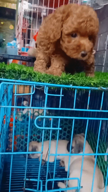 Chó Poodle nâu đỏ, con nhỏ. Mua bán Chó tại Thành phố Sóc Trăng Sóc Trăng được đăng bởi bm hình 1