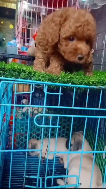 Chó Poodle nâu đỏ, con nhỏ. Mua bán Chó tại Thành phố Sóc Trăng Sóc Trăng được đăng bởi bm hình 1