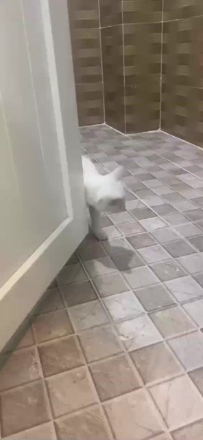 Mèo con lông trắng mềm mại. Mua bán Mèo tại Thành phố Đà Lạt Lâm Đồng được đăng bởi Hoang An hình 1