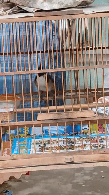 Chim chào mào đực. Mua bán Chim tại Thành phố Thủ Đức Tp Hồ Chí Minh được đăng bởi Nguyễn Đức Huy hình 1