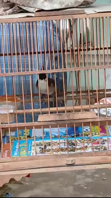 Chim chào mào đực. Mua bán Chim tại Thành phố Thủ Đức Tp Hồ Chí Minh được đăng bởi Nguyễn Đức Huy hình 1