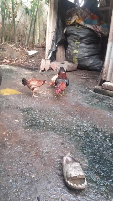 Gà Asil Boppy 1 trống 2 mái. Mua bán Gà tại Huyện Châu Thành Long An được đăng bởi hoang loa hình 1