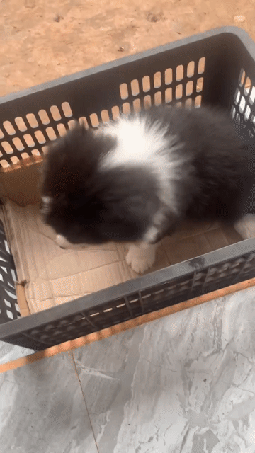 Em Gả em Border Collie đen trắng 2 tháng. Mua bán Chó tại Thành phố Châu Đốc An Giang được đăng bởi Tú Dương hình 1