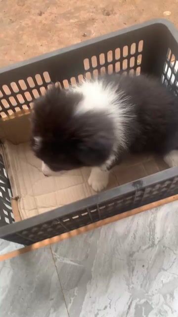 Em Gả em Border Collie đen trắng 2 tháng. Mua bán Chó tại Thành phố Châu Đốc An Giang được đăng bởi Tú Dương hình 1