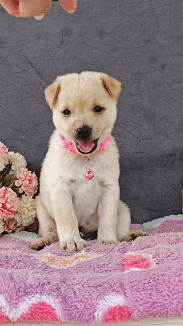 Gái Nhật F xinh cute chào sen ạ🥰🐾🐾. Mua bán Chó tại Huyện Hóc Môn Tp Hồ Chí Minh được đăng bởi Smile Pet hình 1