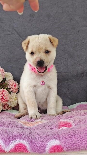 Gái Nhật F xinh cute chào sen ạ🥰🐾🐾. Mua bán Chó tại Huyện Hóc Môn Tp Hồ Chí Minh được đăng bởi Smile Pet hình 1