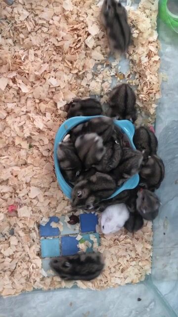 Chuột Hamster Winter White Sóc. Mua bán Thú cưng khác tại Quận Cái Răng Cần Thơ được đăng bởi Hammie Heamster hình 1