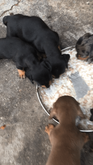 Chó Dachshund con. Mua bán Chó tại Thành phố Thủ Đức Tp Hồ Chí Minh được đăng bởi Tài Nguyễn hình 1
