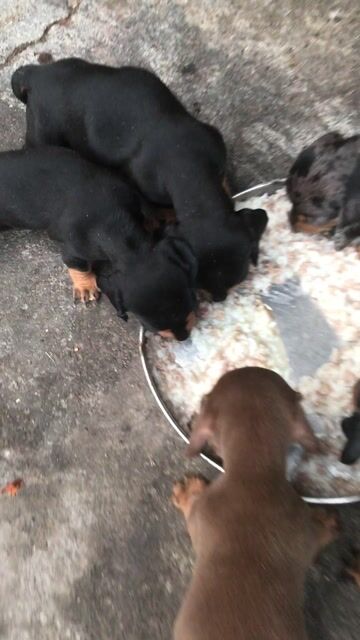 Chó Dachshund con. Mua bán Chó tại Thành phố Thủ Đức Tp Hồ Chí Minh được đăng bởi Tài Nguyễn hình 1