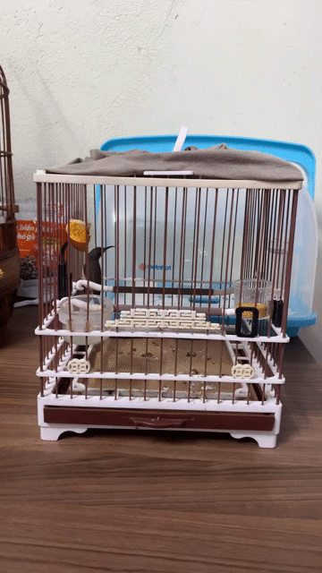 Chim Hút mật 5 màu mái chim lồng 200. Mua bán Chim tại Quận Tân Bình Tp Hồ Chí Minh được đăng bởi Phung Thanh Tung hình 1
