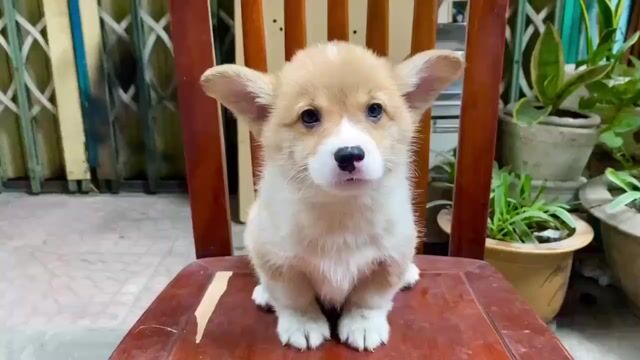 Ơ kìa !Anh gì ơi, đừng vội lướt qua em.E corgi đây. Mua bán Chó tại Quận Đống Đa Hà Nội được đăng bởi Tùng Lâm corgi hình 1