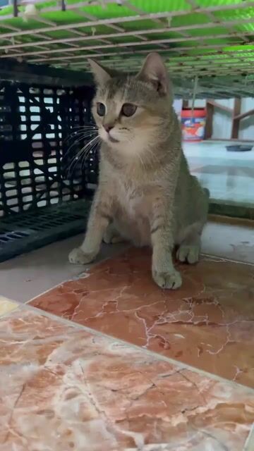 Mèo Golden lớn Q11. Mua bán Mèo tại Quận 11 Tp Hồ Chí Minh được đăng bởi An Hậu hình 1