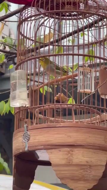 Chim khuyên. Mua bán Chim tại Quận Nam Từ Liêm Hà Nội được đăng bởi Đặng Bùi Gia huy  hình 1