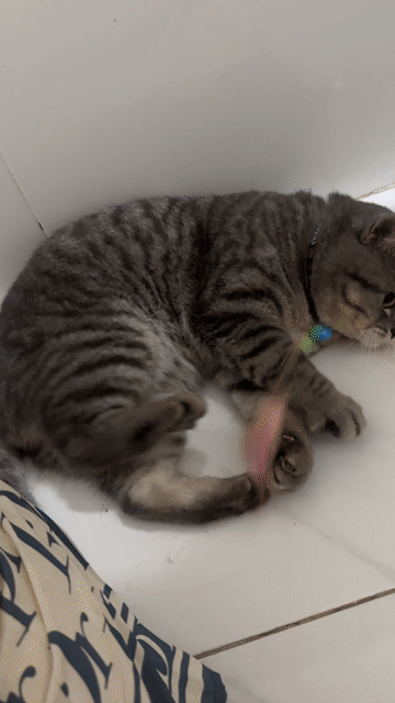 Mèo Anh lông ngắn đực Tabby. Mua bán Mèo tại Thị xã Tân Uyên Bình Dương được đăng bởi Nguyên Hoang hình 1