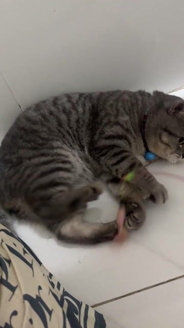 Mèo Anh lông ngắn đực Tabby. Mua bán Mèo tại Thị xã Tân Uyên Bình Dương được đăng bởi Nguyên Hoang hình 1