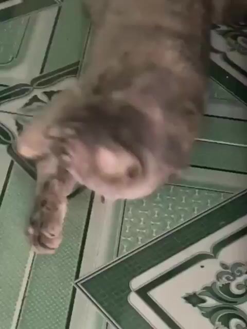 Mèo lai Xám vằn. Mua bán Mèo tại Quận 12 Tp Hồ Chí Minh được đăng bởi Phạm Tài hình 1