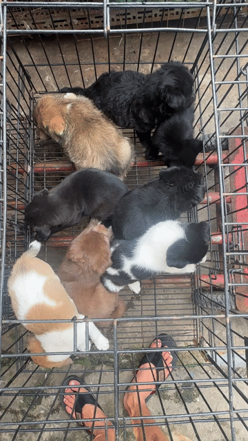 Chó Lai Nhật Corgi Đực Cái. Mua bán Chó tại Quận Bình Tân Tp Hồ Chí Minh được đăng bởi Hải Đăng Gia Thành hình 1