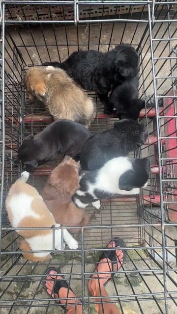 Chó Lai Nhật Corgi Đực Cái. Mua bán Chó tại Quận Bình Tân Tp Hồ Chí Minh được đăng bởi Hải Đăng Gia Thành hình 1