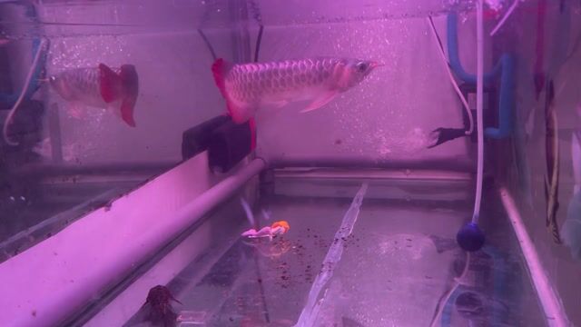 Cá Rồng Huyết Long 36cm Malaysia. Mua bán Thú cưng khác tại Quận Hà Đông Hà Nội được đăng bởi Vua Đầu Bếp hình 1