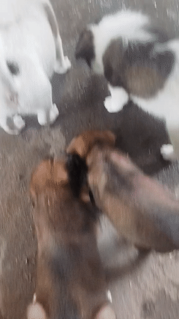 Chó con 3 tháng Trắng, Nâu. Mua bán Chó tại Thành phố Thủ Dầu Một Bình Dương được đăng bởi Tan Huynh hình 1