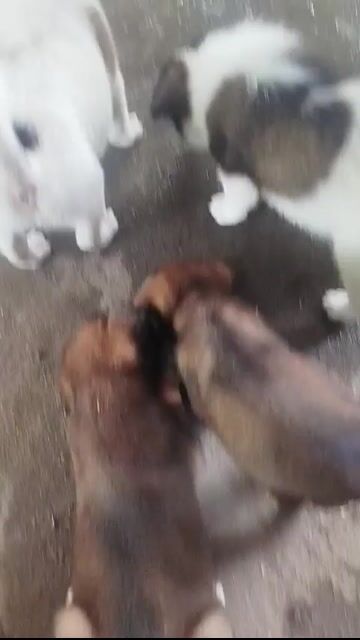 Chó con 3 tháng Trắng, Nâu. Mua bán Chó tại Thành phố Thủ Dầu Một Bình Dương được đăng bởi Tan Huynh hình 1