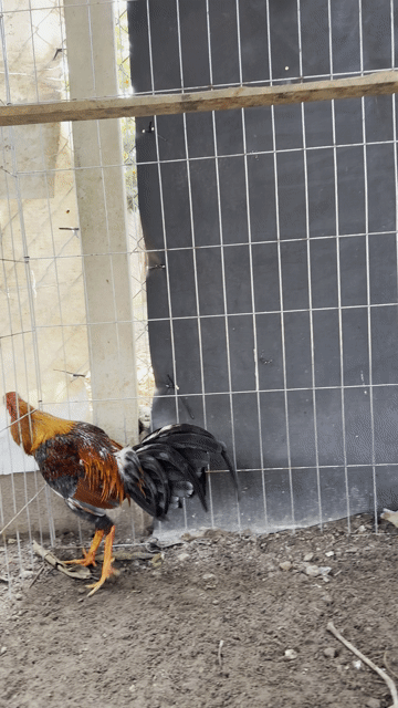 Gà chọi Cuba Mỹ trống 1.8kg đá, đổ nọc. Mua bán Gà tại Huyện Hòa Thành Tây Ninh được đăng bởi Gà Lấu Kha Minh hình 1