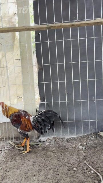 Gà chọi Cuba Mỹ trống 1.8kg đá, đổ nọc. Mua bán Gà tại Huyện Hòa Thành Tây Ninh được đăng bởi Gà Lấu Kha Minh hình 1