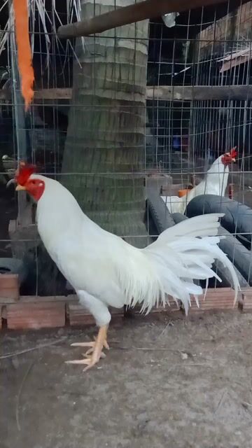 Úa Thái Mỹ f1 3kg6. Mua bán Gà tại Thành phố Châu Đốc An Giang được đăng bởi Hoàng phuc hình 1