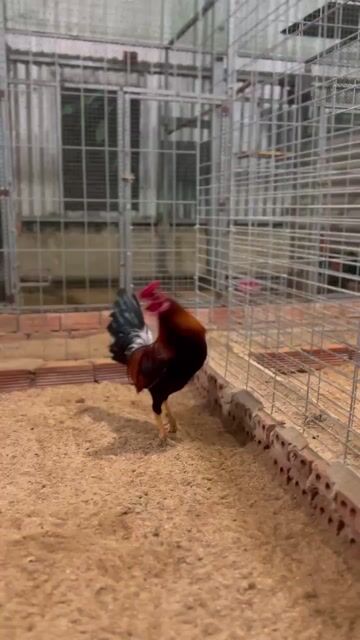 Mua 4 Vít. . Hẹn Quài K Trạng Thanh Lý - GÀ 1kg3. Mua bán Gà tại Thị xã Tân Châu An Giang được đăng bởi DUY An Giang hình 1