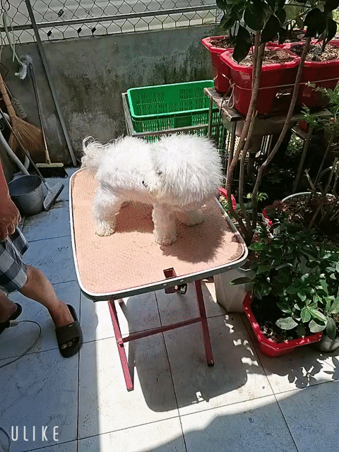 Bichon gái 9 tháng mini. Mua bán Chó tại Quận 7 Tp Hồ Chí Minh được đăng bởi tran nguyen ngoc khanh hình 1