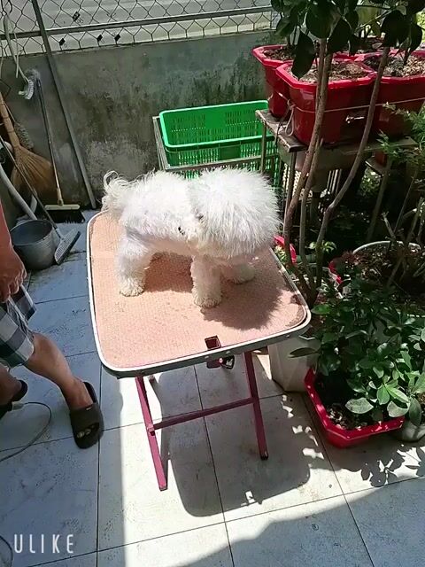 Bichon gái 9 tháng mini. Mua bán Chó tại Quận 7 Tp Hồ Chí Minh được đăng bởi tran nguyen ngoc khanh hình 1