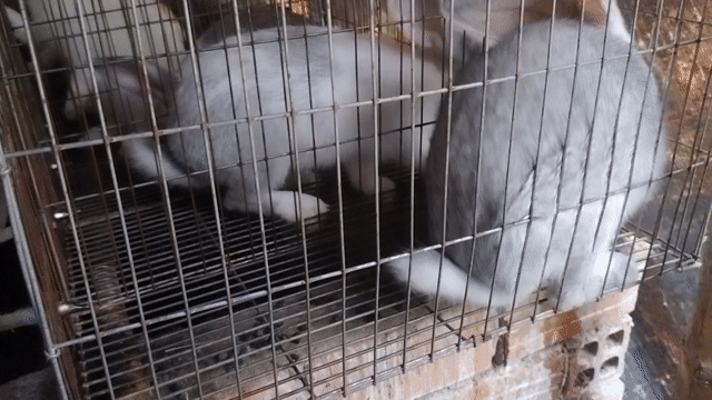 Thỏ giống màu Trắng, xám, đen. Mua bán Thú cưng khác tại Thành phố Vĩnh Long Vĩnh Long được đăng bởi văn minh thành hình 1