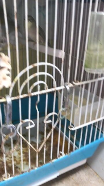 Pass đôi khuyên về ghép ss. Mua bán Chim tại Quận Ba Đình Hà Nội được đăng bởi Nguyễn Quang Trung hình 1