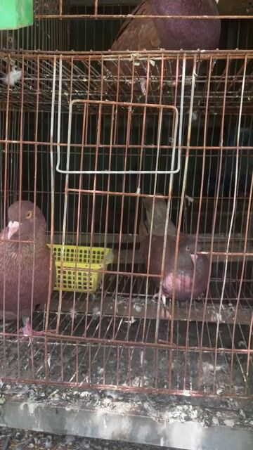 Chim bồ câu Bồ câu gà Mỹ Nâu. Mua bán Chim tại Thị xã Tân Uyên Bình Dương được đăng bởi Anh Tú hình 1