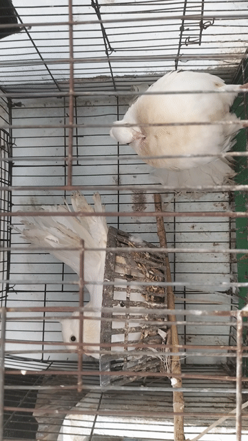 giá cho tất cả . Mua bán Chim tại Thành phố Dĩ An Bình Dương được đăng bởi Trân Thanh Tâm hình 1