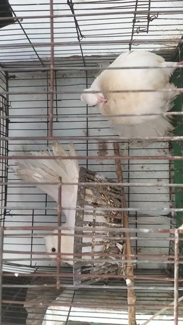 giá cho tất cả . Mua bán Chim tại Thành phố Dĩ An Bình Dương được đăng bởi Trân Thanh Tâm hình 1