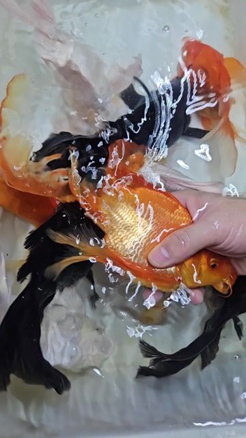 Sư tử sp short. U22 25c.m. sp short đẹp. Mua bán Thú cưng khác tại  Tp Hồ Chí Minh được đăng bởi Cá cảnh sỉ DK hình 1