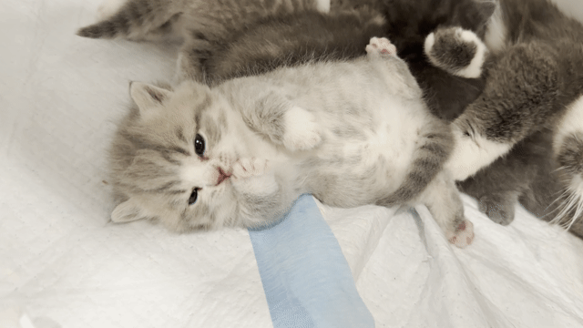 Mèo Scottish Fold Xám trắng Đã tiêm phòng. Mua bán Mèo tại Huyện Gia Lâm Hà Nội được đăng bởi Ruby Trần トゥイ hình 1