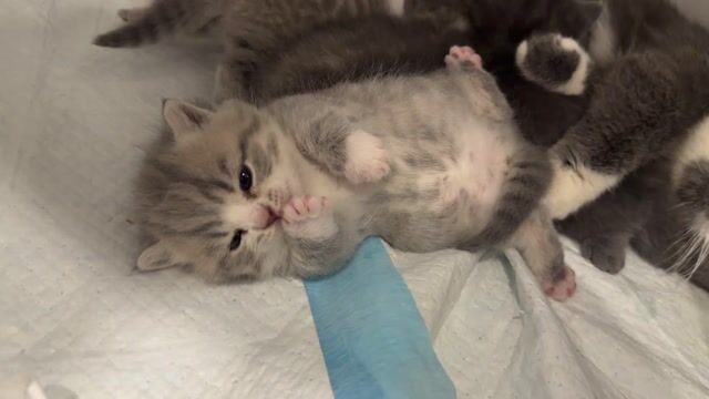 Mèo Scottish Fold Xám trắng Đã tiêm phòng. Mua bán Mèo tại Huyện Gia Lâm Hà Nội được đăng bởi Ruby Trần トゥイ hình 1