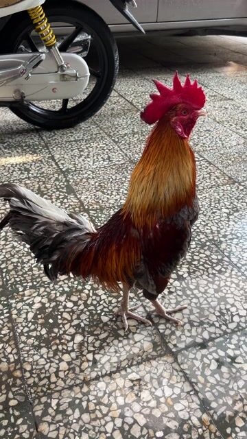 Gà Xám 1kg6 zin 10 tháng. Mua bán Gà tại Thành phố Thủ Đức Tp Hồ Chí Minh được đăng bởi ngô gia thịnh  hình 1