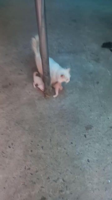 Mèo Anh lông dài lai trắng 1.5 tháng. Mua bán Mèo tại Quận Nam Từ Liêm Hà Nội được đăng bởi Ngoc Nguyen Khac hình 1