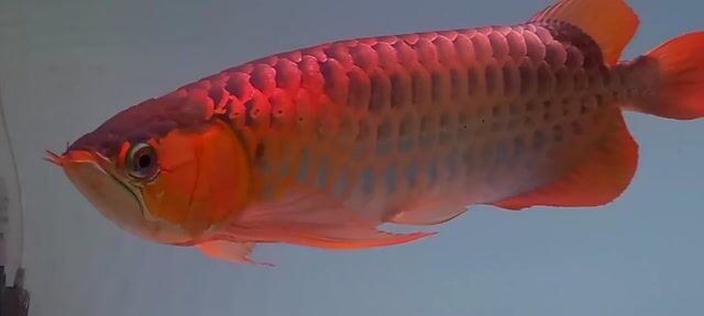 Huyết fuf red size 60cm Đuôi lửa. Mua bán Thú cưng khác tại Quận 12 Tp Hồ Chí Minh được đăng bởi Trung Thành  hình 1