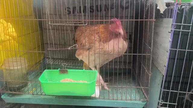 Gà Mỹ mái 2.5kg. Mua bán Gà tại Quận 6 Tp Hồ Chí Minh được đăng bởi lê phát hình 1